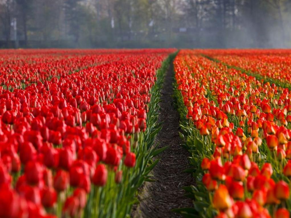 The Netherlands